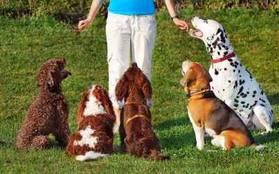 Dog Training at Its Best: Choosing the Right Gear for Success