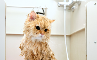 How to Make Bath Time Easier: Top Products for Pet Grooming