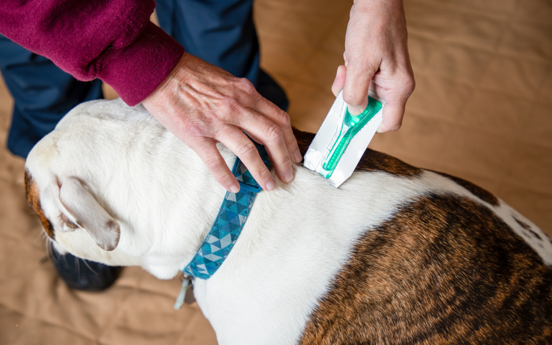 Protecting Your Pet: How to Choose the Best Flea and Tick Supplies