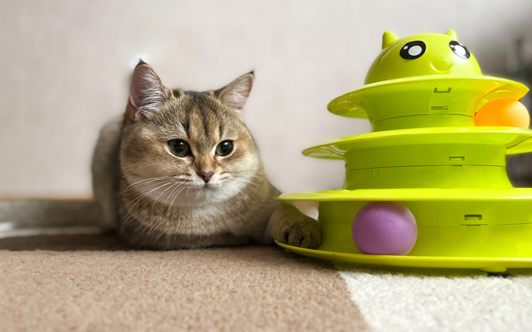 The Best Interactive Toys for Mental Stimulation in Pets